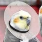 Elizabethan Bird Collar 10" (large)