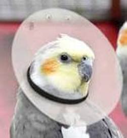 Elizabethan Bird Collar 4"