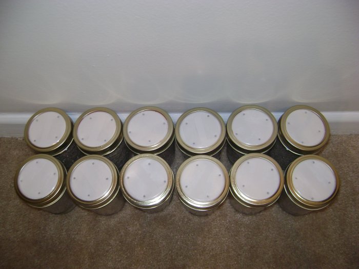 PreSterilized Mushroom Substrate Jars 12 Pack