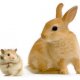 Small Pets