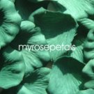 Petals - 200 Silk Rose Petals Wedding Favors - Solid Colors - Hunter Green