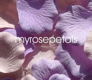Petals - 200 Wedding Silk Rose Flower Petals Wedding Favors - Lavender & Pale Pink