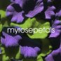 Petals - 200 Wedding Silk Rose Flower Petals Wedding Favors - Purple & Lime Green