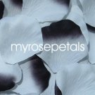 Petals - 200 Wedding Silk Rose Flower Petals Wedding Favors - White & White/Black