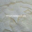 Petals - 1000 Butterfly Shaped Silk Rose Flower Petals Wedding Favors - Ivory