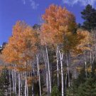 Aspens Giclee Art Print 12x16