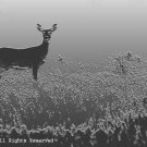 Whitetail Silhoutte Giclee Art Print 12x16