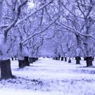 Ice Orchard Giclee Art Print 12x16