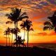 Tropical Delights