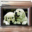 GOLDEN RETRIEVER PUPPIES ITALIAN CHARM CHARMS