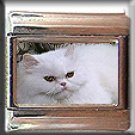 WHITE PERSIAN CAT ITALIAN CHARM