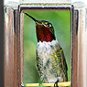 RUBY THROAT HUMMINGBIRD ITALIAN CHARM