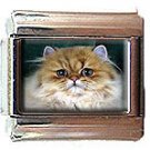 PERSIAN CAT ITALIAN CHARM