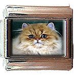 PERSIAN CAT ITALIAN CHARM