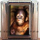ORANGUTAN ITALIAN CHARM