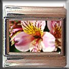 TIGER LILY ITALIAN CHARM CHARMS