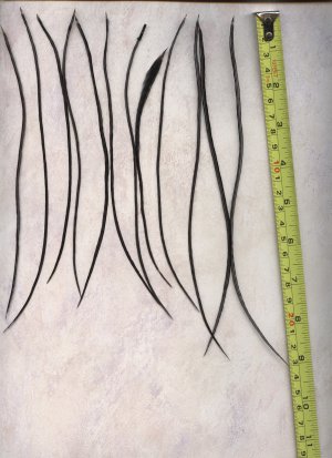 Salon Grade Feather Hair Extensions Genetic Grizzly Dyed Black PkF