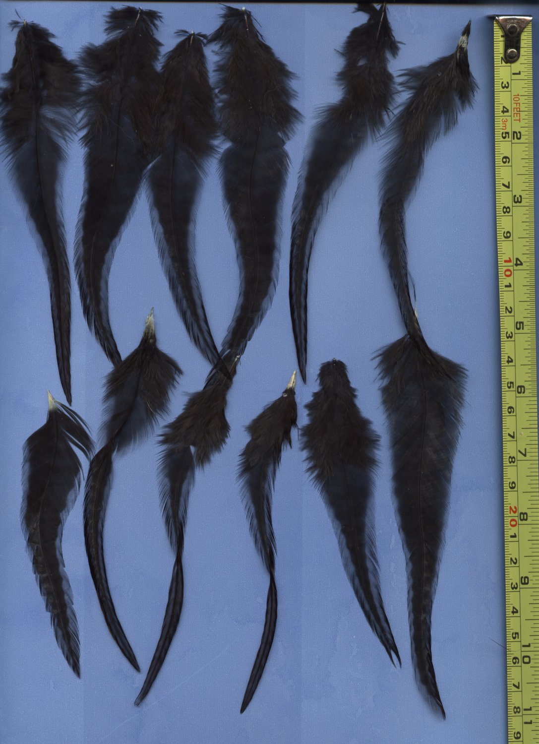 Salon Feather Hair Extensions Grizzly Dyed Black Saddle Hackle