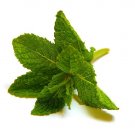 FRESH MINT BUNCH