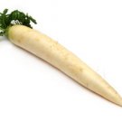 FRESH JAPANESE DAIKON PER LBS