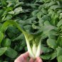 FRESH PAK CHOY BUNCH