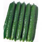 FRESH JAPAN CUCUMBER PER LBS