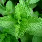 FRESH MINT BUNCH