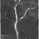 Black Tree Monotype