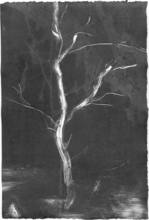 Black Tree Monotype