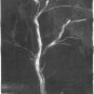 Black Tree Monotype