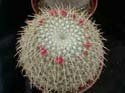 Mammillaria celsiana