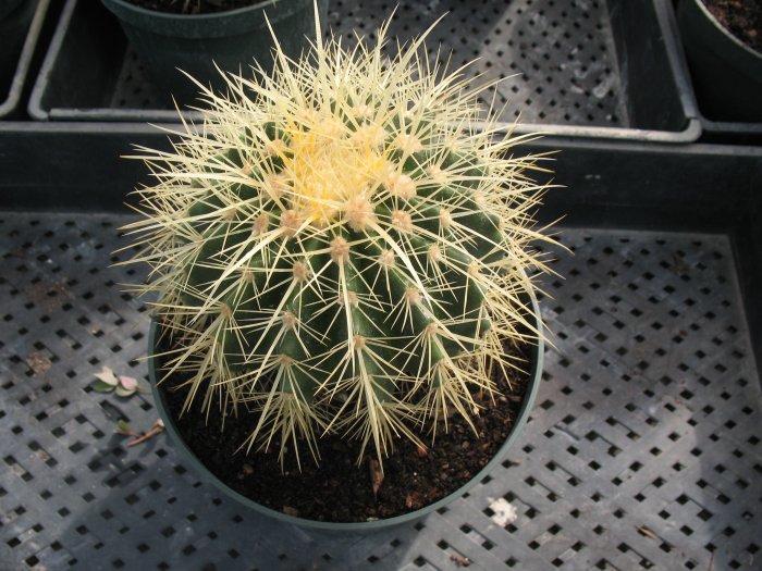 Echinocactus grusonii