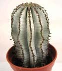 Euphorbia polygona cv. 'Snowflake'