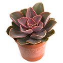 Echeveria hybrid 'Perle von Nurnberg'