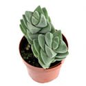 Crassula hybrid 'Moonglow'