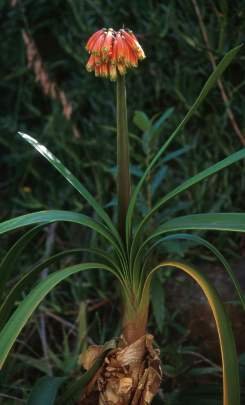CLIVIA CAULESCENS (STEM CLIVIA)