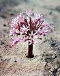 BRUNSVIGIA APPENDICULATA