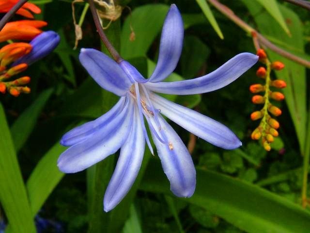 AGAPANTHUS COMPTONII SUBSP. COMPTONII LINE DRIFT (E. CAPE)