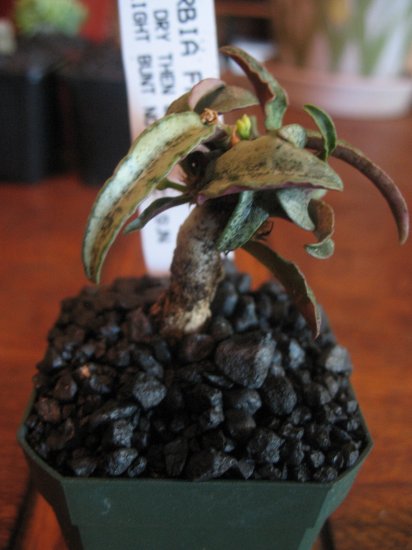 EUPHORBIA FRANCOISII