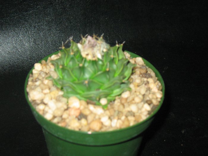 Obregonia denegrii ariocarpus