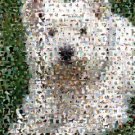 Amazing West Highland White Terrier Dog Montage limited signed coa 1-25