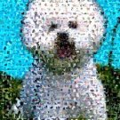 Amazing Bichon Frise fine art print Dog Montage limited signed coa 1-25