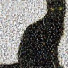 Amazing Black Cat Montage Limited Edition with COA