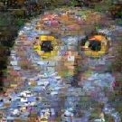 OWL Wild Animals Montage limited edition art print COA