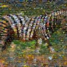 Amazing ZEBRA Wild Animals Montage limited art print