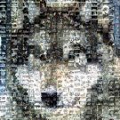 Amazing Wolf made of Wolves Montage Limited Edition COA