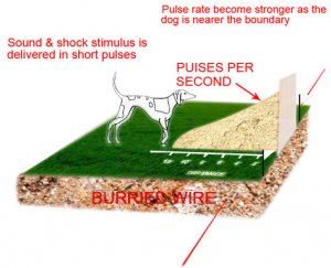 INground electric dog fence system BIG dog training