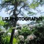 Beautiful 4 by 6 inch print flowering bushes at Sam's Point in N.Y.