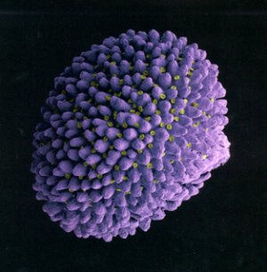 Blueberry 2