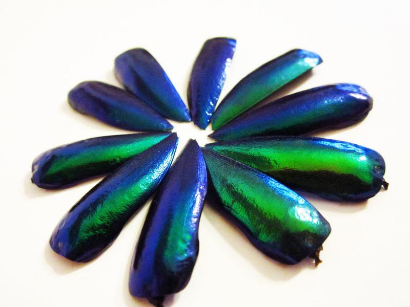 20 Exotic Jewel Beetle Elytra Wings for Beading or Embellishment